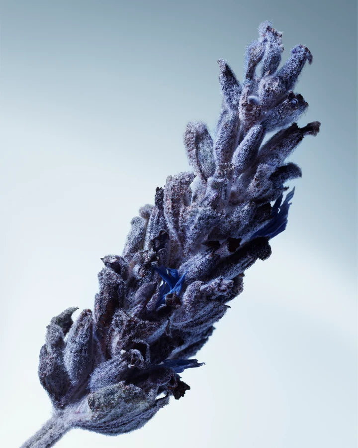 Matiere Premiere Metal Lavender Eau de Parfum