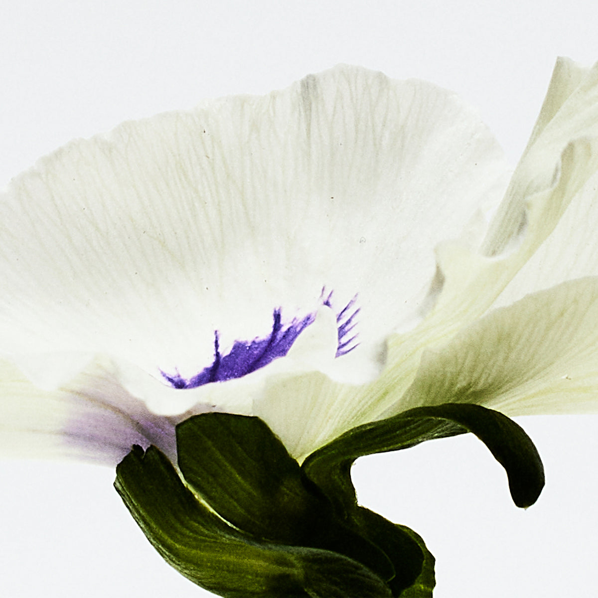 LOEWE AGUA DROP Eau de Parfum