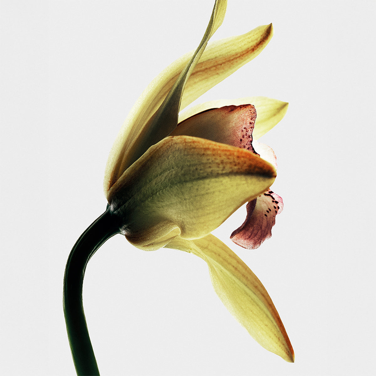 LOEWE CRAFTED Roasted Vanilla Eau de Parfum
