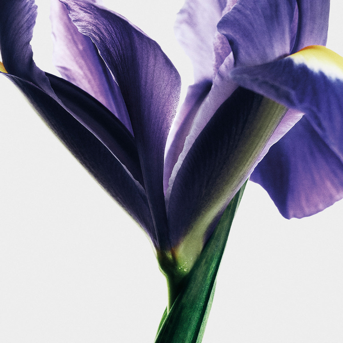 LOEWE CRAFTED Iris Root Eau de Parfum