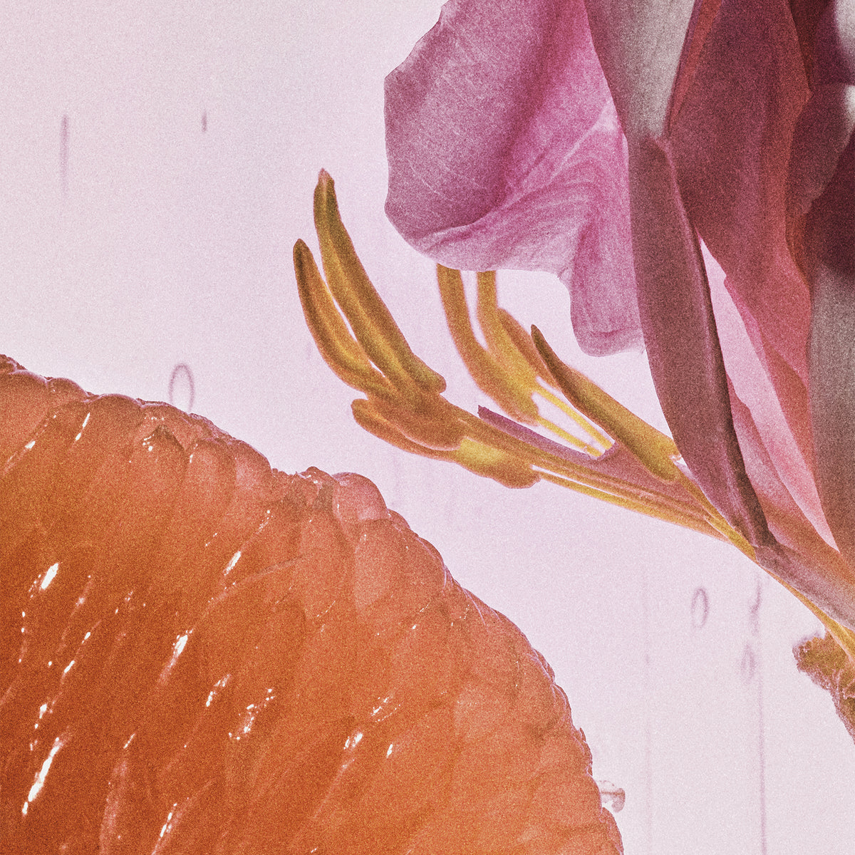 LOEWE CRAFTED Rosetopia Eau de Parfum