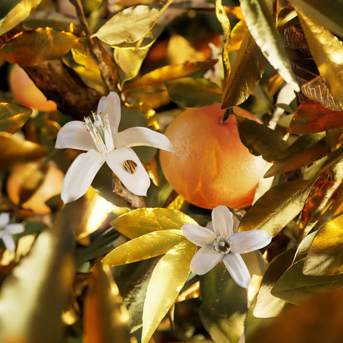 Bvlgari Le Gemme Tygar Eau de Parfum